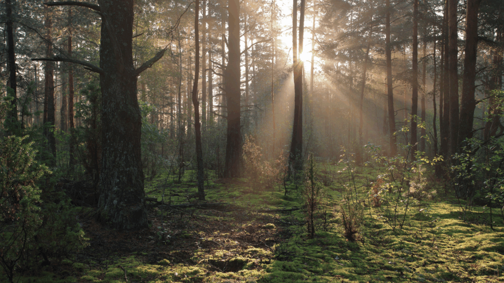 schreinerei-hepperle_schwaebische-alb_regionalität